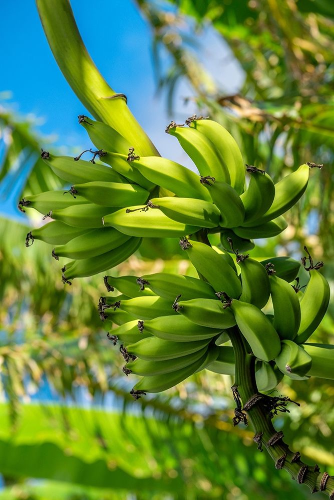 Bunch of bananas on tree